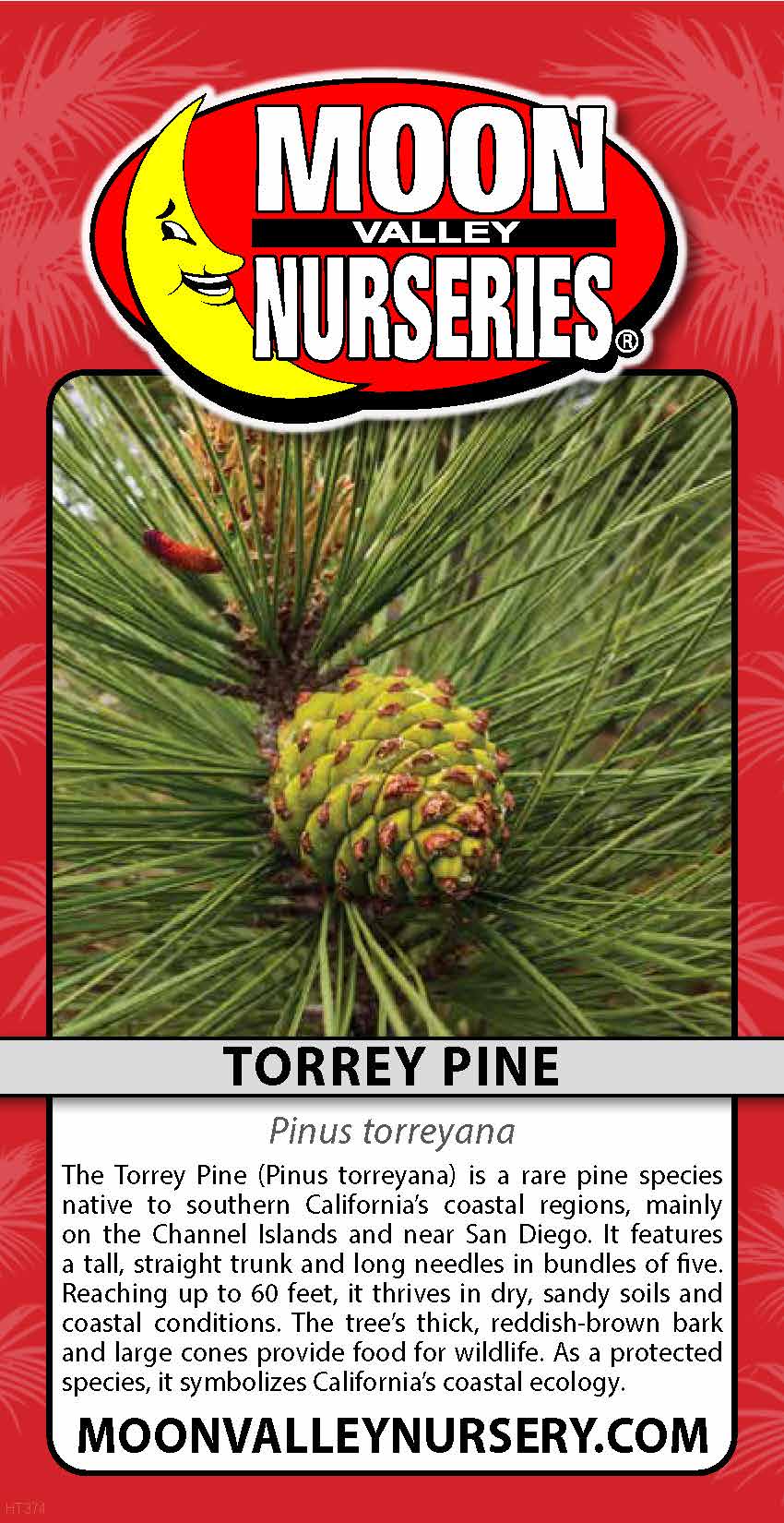 Torrey Pine