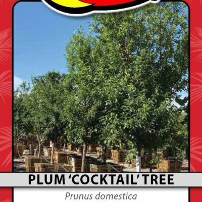 Plum 'Cocktail' Tree
