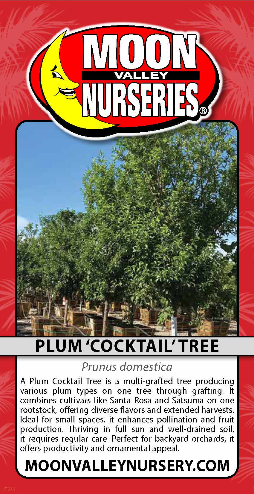 Plum 'Cocktail' Tree