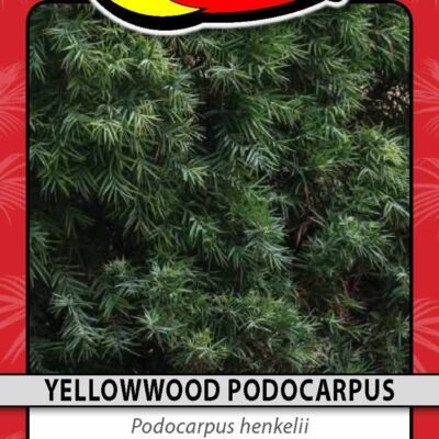 Yellowwood Podocarpus