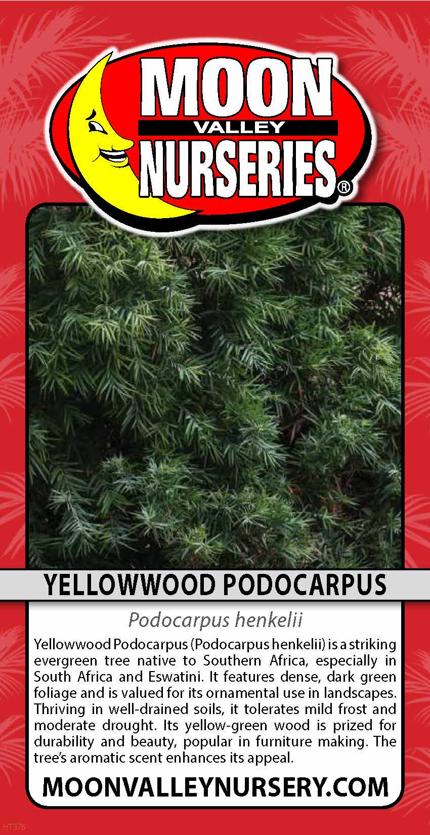 Yellowwood Podocarpus
