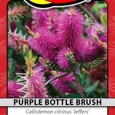 Purple Bottle Brush