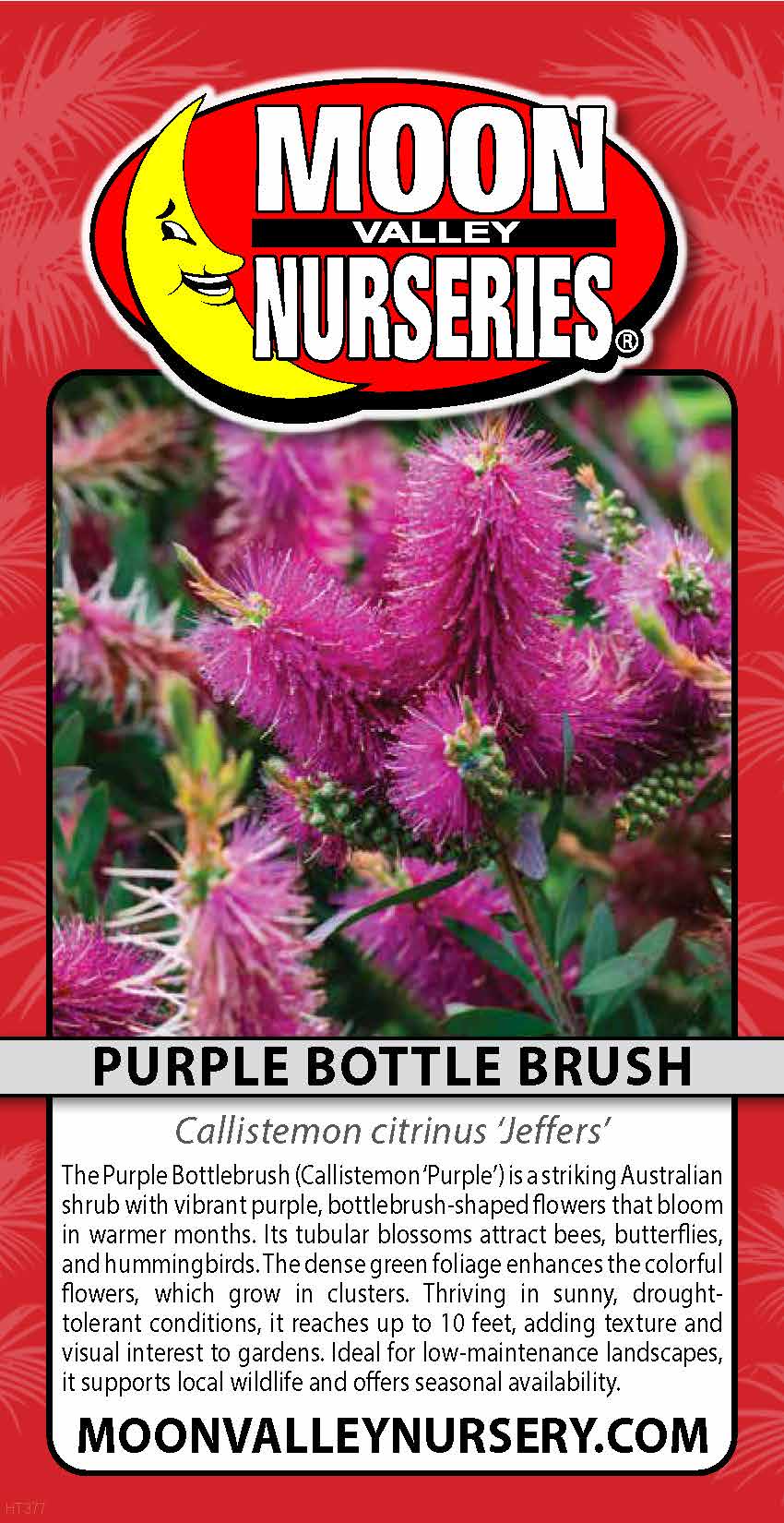 Purple Bottle Brush
