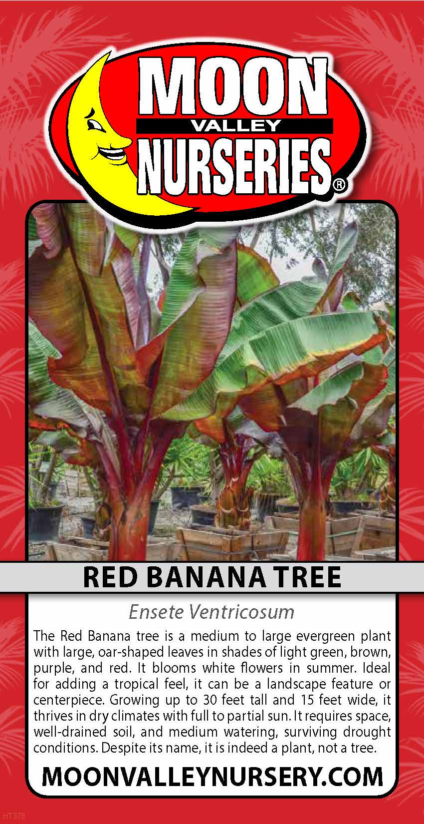 Red Banana Tree