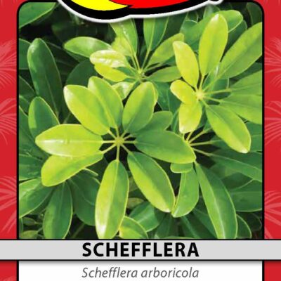 Schefflera