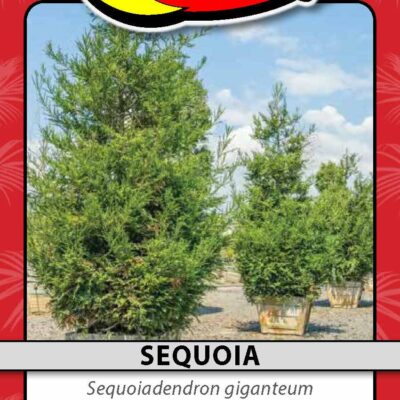 Sequoia