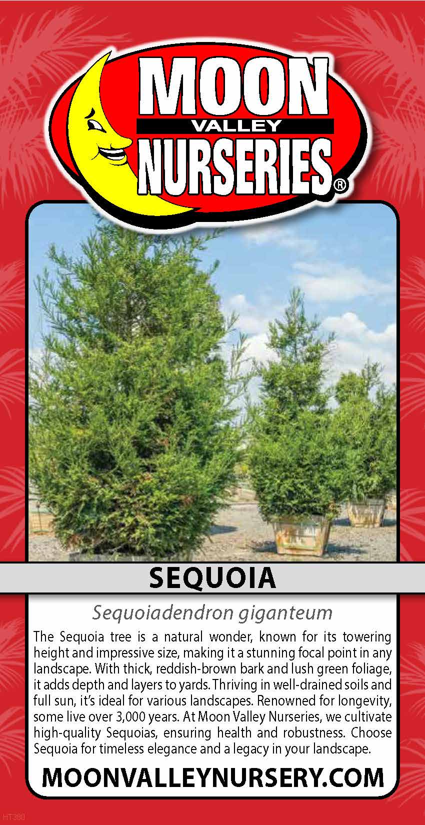 Sequoia