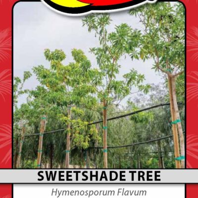 Sweetshade Tree