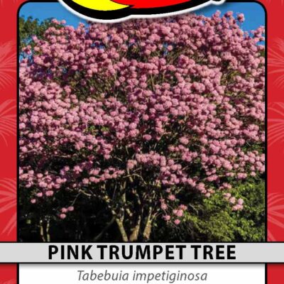 Pink Trumpet Tree