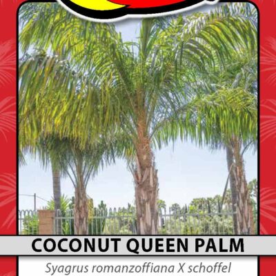Coconut Queen Palm