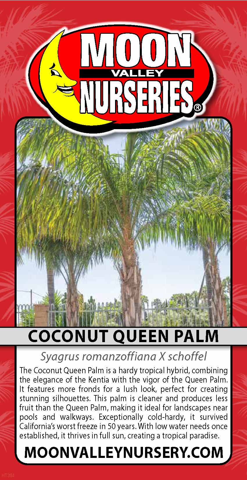 Coconut Queen Palm