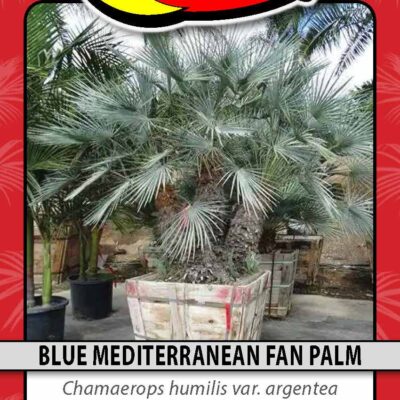 Blue Mediterranean Fan Palm