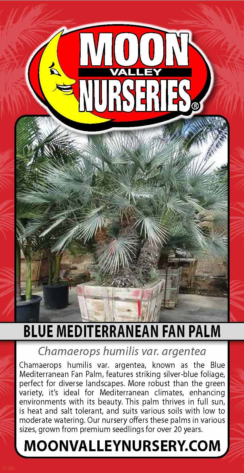 Blue Mediterranean Fan Palm