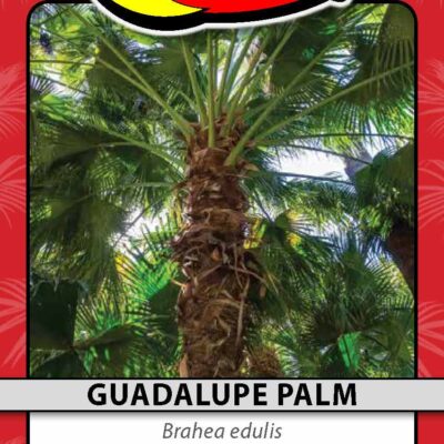 Guadalupe Palm