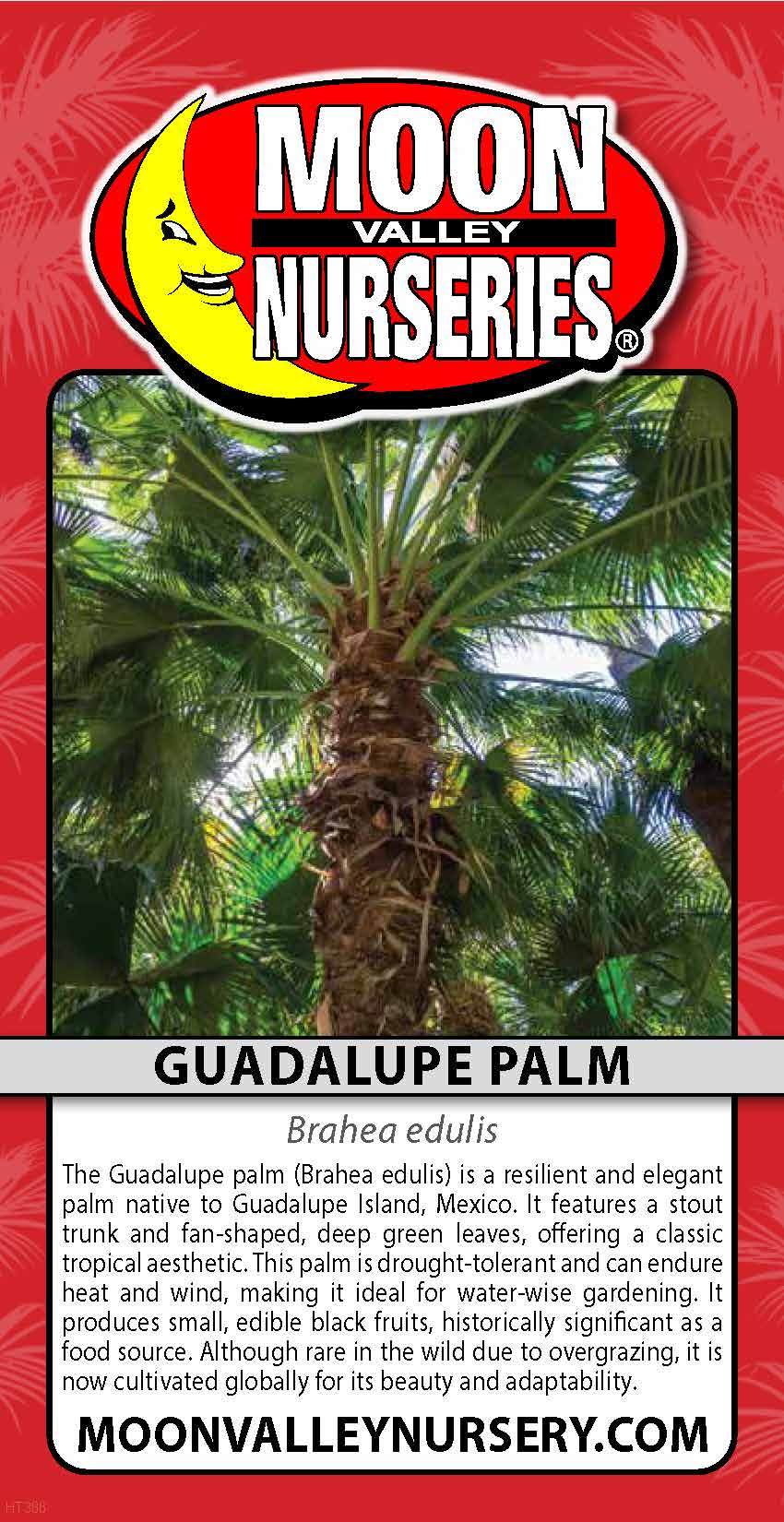Guadalupe Palm