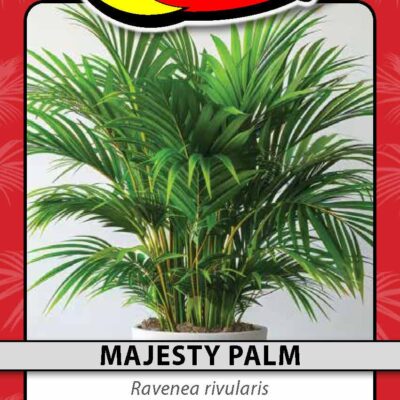 Majesty Palm