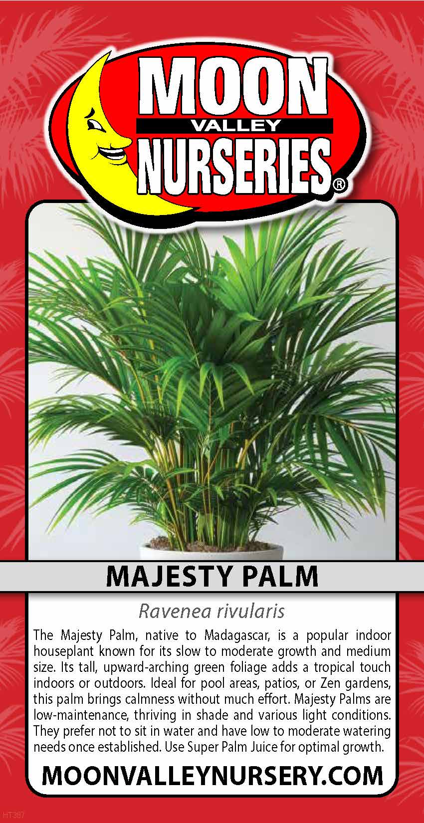 Majesty Palm