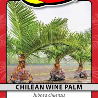 Chilean Wine Palm
