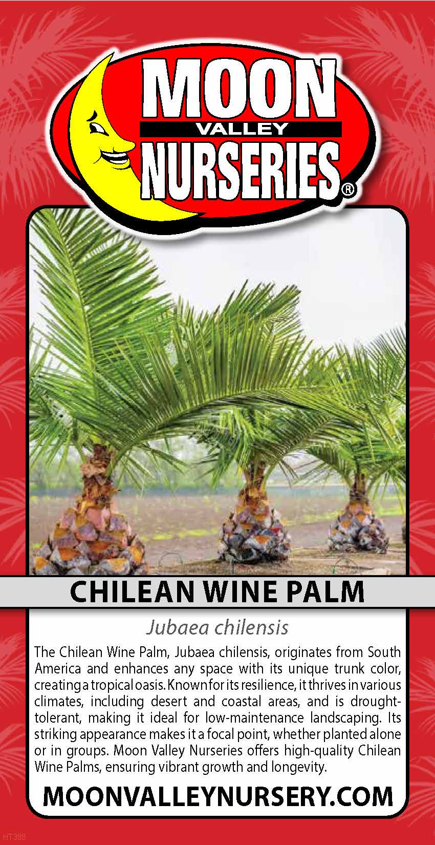 Chilean Wine Palm